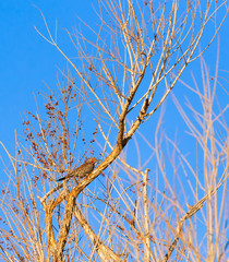 Fototapeta premium Gilded flicker at golden hour.Henderson Bird Viewing Preserve near Las Vegas.Nevada