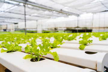 Hydroponics vegetables Green oak lettuce growing in plastic pipes at Smart farms with hydroponics systems are modern farming for healthy and quality in smart agricultural and smart farming concepts.