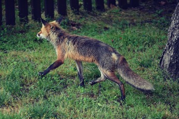 Urban Fox in profile walking across yard