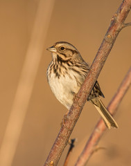 Song Sparrow on a perch