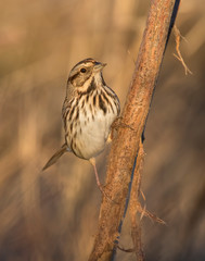 Song Sparrow on a perch
