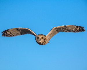 Short-eared Owl in flight