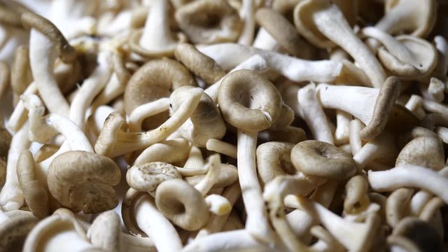 Mushroom rotation. Cooking delicious organic fresh mushroom. Shot in 4K resolution