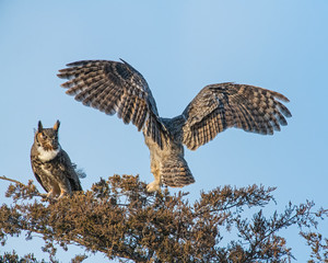 Great Horned Owl in flight