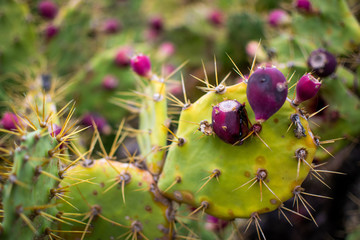 Purple Flower Cactus