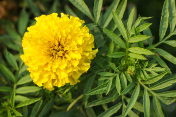 Yellow flowers that are in full bloom
