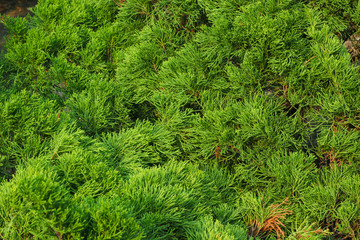 The green background represents a dense jungle.