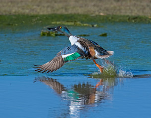 Northern Shoveler Duck taking off
