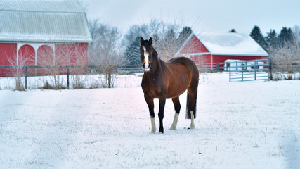 Sunrise, winter photo of a brown and white horse facing the camera with snow and barns in the...