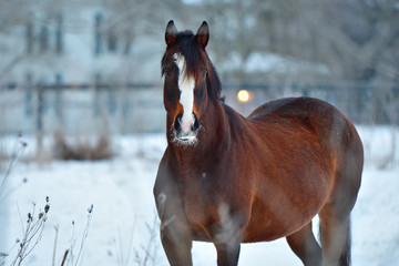 Sunrise, winter photo of a brown and white horse facing the camera with snow in the background
