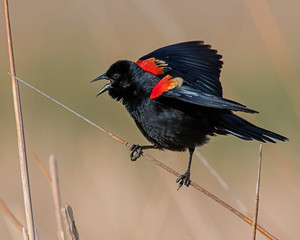 Male Red-winged Blackbird in a marsh