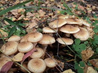 mushrooms in the forest