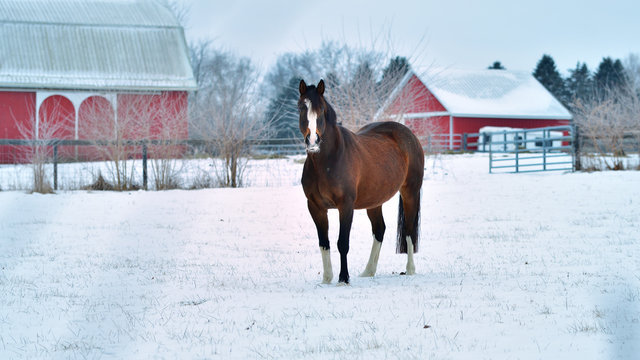 Sunrise, winter photo of a brown and white horse facing the camera with snow and barns in the background