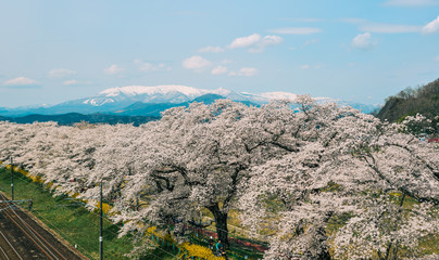 Fototapeta na wymiar Cherry blossom at riverbank park of Shiroishi River