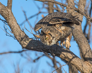 Great Horned Owl in flight