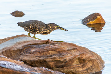 Striated Heron