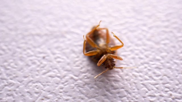 Bed bug close up. annoying blood-sucking insect fell under stream of poison from spray. Fighting with chemicals