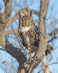 Great Horned Owl