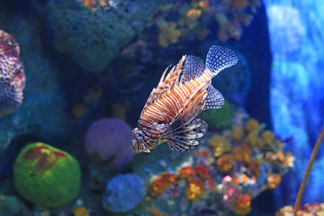 Lionfish (Pterois volitans) swimming in aquarium tank against coral reefs background.