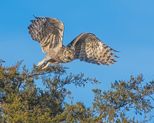 Great Horned Owl in flight