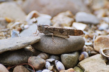 Large grasshopper resting on rocks with seashells around the rocks