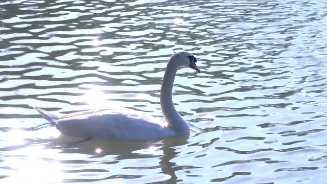4K Wide shot beautiful white swan swimming alone in the lake. Swan lake wildlife nature, love and environmental protection concept.