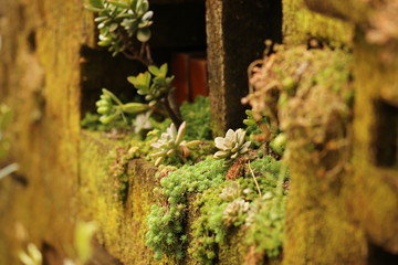 ブロックのへこみに生える多肉植物