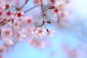 cherry blossom in spring