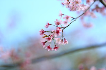 cherry blossom on background of blue sky