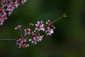 flowers of cherry