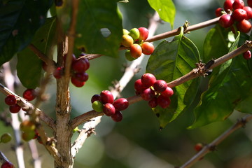 Coffee Cherry