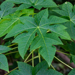 Papaya Leaf