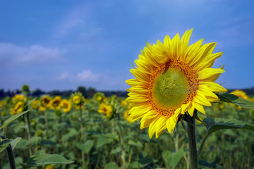 sunflower in field of sunflowers