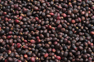Coffee berries shown drying outdoors in Boquete, western Panama.