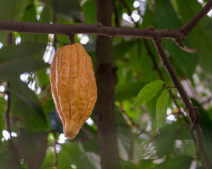Cacao Bean