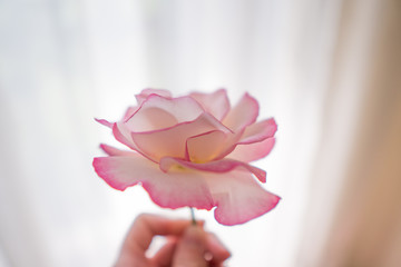Fototapeta premium Woman hand holding a pink rose flower on pastel background
