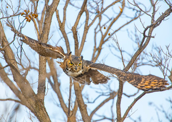Fototapeta na wymiar Great Horned Owl in flight