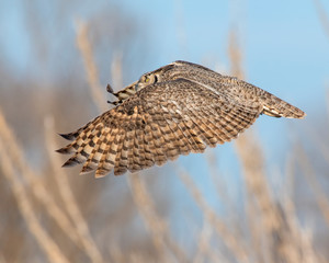 Great Horned Owl in flight