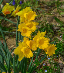 Yellow Narcissus flowers blooming at the garden