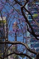 Jacaranda tree in the middle of the city with the buildings behind the background and a blue sky.