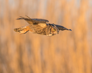 Great Horned Owl