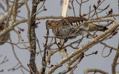 ruffed grouse in tree top eating seeds