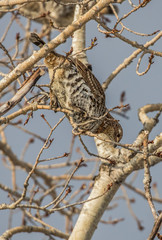 ruffed grouse in tree top eating seeds