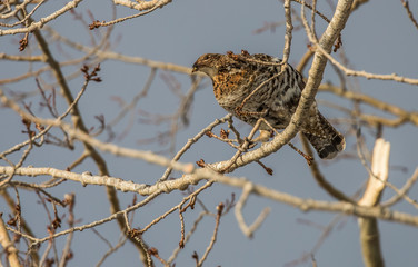 ruffed grouse in tree top eating seeds