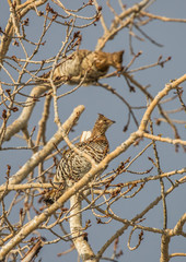 ruffed grouse in tree top eating seeds