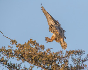 Great Horned Owl in flight