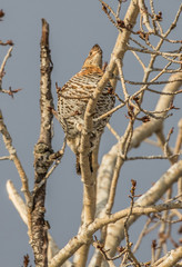 ruffed grouse in tree top eating seeds