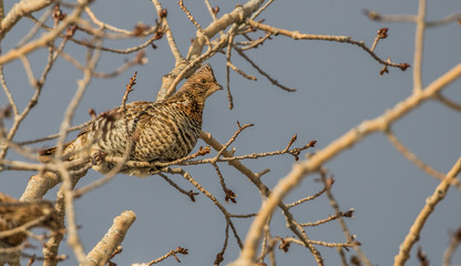 ruffed grouse in tree top eating seeds