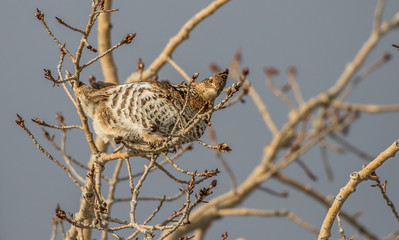 ruffed grouse in tree top eating seeds
