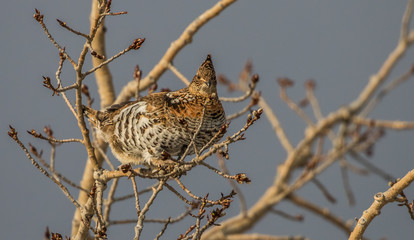ruffed grouse in tree top eating seeds
